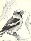 Paroles d’oiseaux